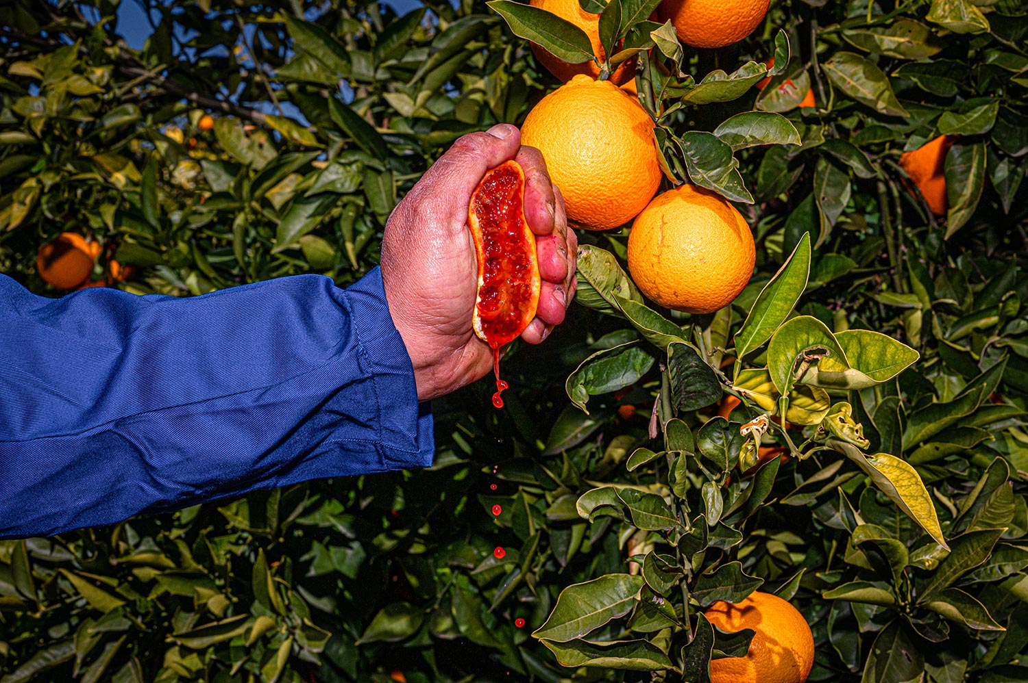 Una mano stringe un'arancia rossa, la quale succo sgocciola, davanti a un albero con arance mature.